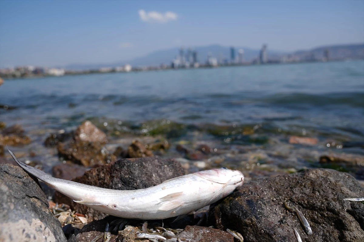 İzmir Körfezi’nde Ölü Balık İncelemesi