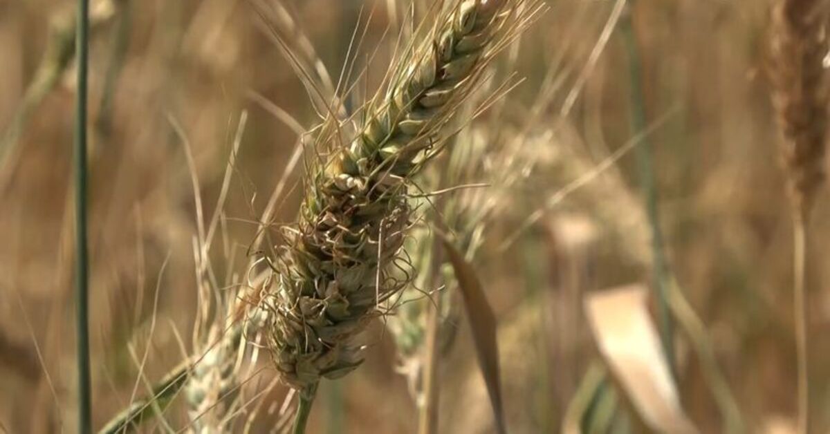 Erzincan’da “Ata Tohumu Merkezi” için çalışma başlatıldı